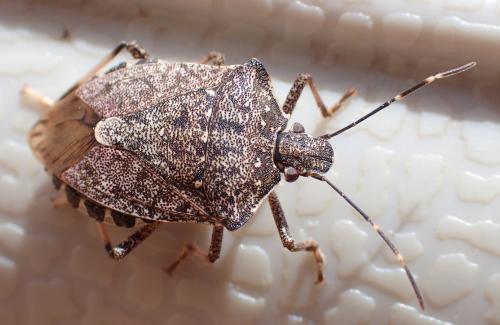 Halyomorpha halys
